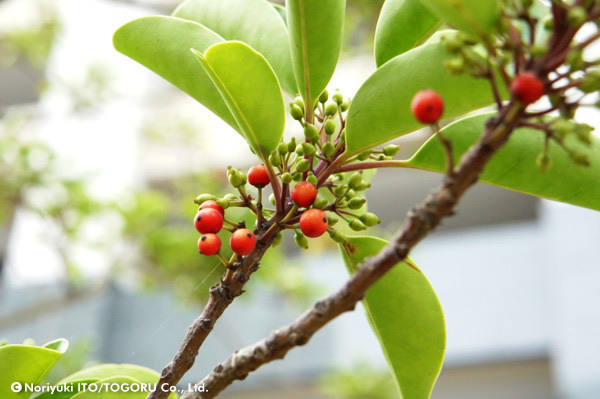 20100701_DSC00328.jpg
