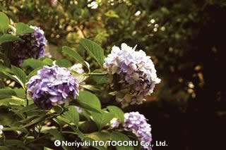 紫陽花