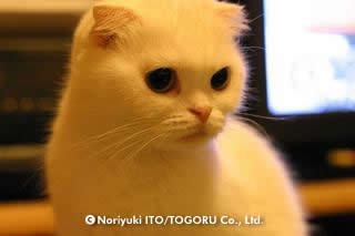 daifuku.jpg