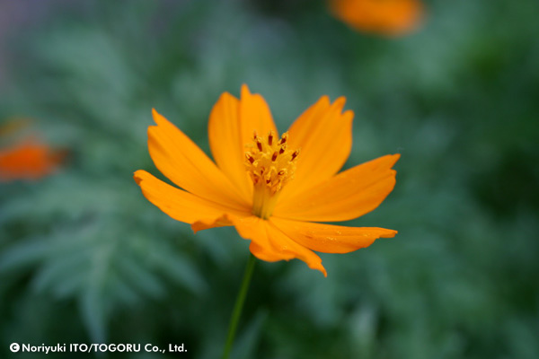 オレンジ色の花