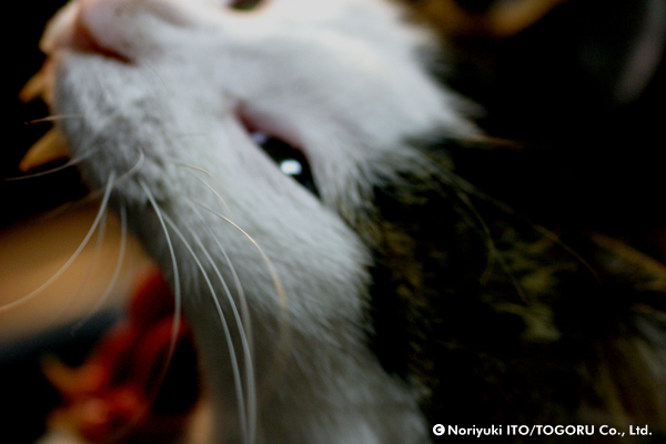 猫のひげ