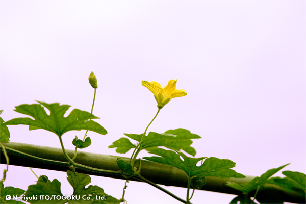 うっすらと紫がかった空を背景に蔓が伸び黄色い小さな花が咲いている