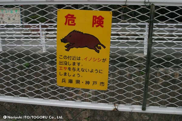 野生の王国